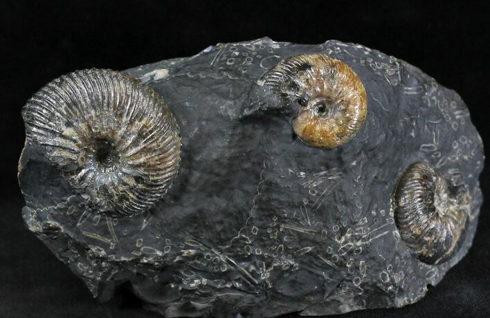 Three Craspedodiscus Ammonites In Association #28344